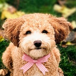 Daphne - Goldendoodle