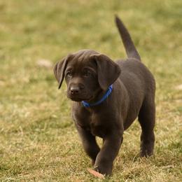 Blue - Chocolate male Labrador Retriever puppy in Rigby, Idaho from Labs of Cottonhollow