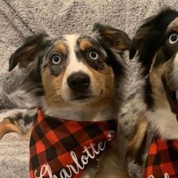 Miniature Australian Shepherds from Blue Moon Miniature Aussies