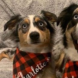 Miniature Australian Shepherds from Blue Moon Miniature Aussies