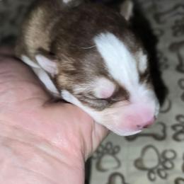 Kane - Red and white male Siberian Husky puppy in Kansas City, Missouri from Anuun's Huskies