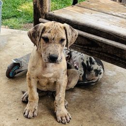 Brindle Merle Boy - Merle Great Dane puppy in Devine, Texas from Texas Devine Danes & Aussies