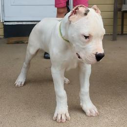 Boy 3 - White male Dogo Argentino puppy in Morgan Hill, Pennsylvania from De la Fuerza De Dios