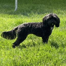 Echo - Cavapoo
