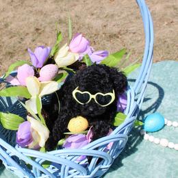 DeeDee - Black female Poodle puppy in Hopkins, Missouri from Mowry Creek Mini Aussiedoodles and More