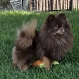 Louie - Pomeranian