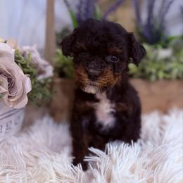 Tiny Tim - Tri-color male Bernedoodle puppy in Saint Francis, Kansas from Land of Oz Doodles