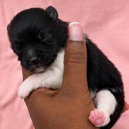 Snowflake - Black parti female Pomeranian puppy in Hampton, Virginia from Hearts Of Love