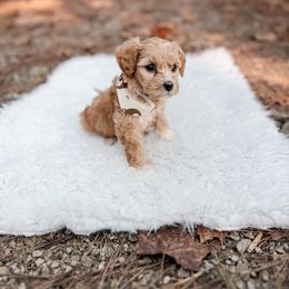 Teddie - Apricot female Goldendoodle puppy in Jamestown, Kentucky from Dreamy Goldendoodles