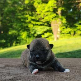 Chia - Red female Shiba Inu puppy in Clayton, Illinois from Adorable-Puppies