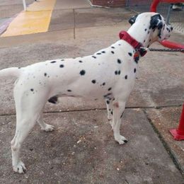 Osiris - Dalmatian