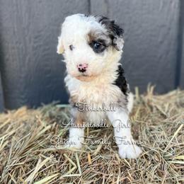 Tinker Bell blue eyes - Blue merle female Aussiedoodle puppy in Grove, Oklahoma from Guinn Family Farms