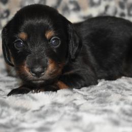 Allie - Black and tan female Dachshund puppy in Texas from Sparkles & Spurs Mini Dachshunds