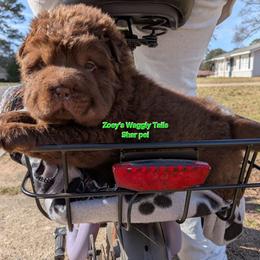 Lucas - Brown male Chinese Shar-Pei puppy in Minden, Louisiana from Zoey's Waggly Tails