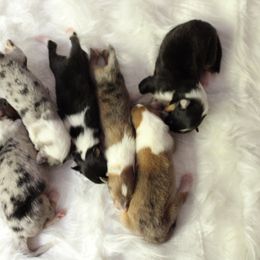 Collie Puppies from Otter Point Collies