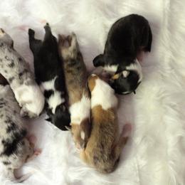 Collie Puppies from Otter Point Collies