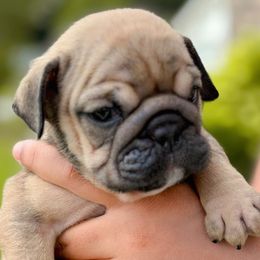Redd - Red female Bulldog puppy in Fort Oglethorpe, Georgia from Jhuntfrenchies
