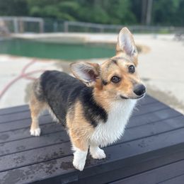 Jinx - Pembroke Welsh Corgi