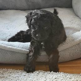 Olivia - Tri-color female Cavapoo puppy in West Olive, Michigan from House of Cavapoos