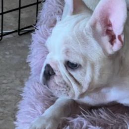 French Bulldogs from Chloe the frenchie