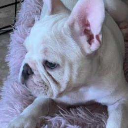 French Bulldogs from Chloe the frenchie