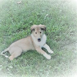 Collie Puppies from Red Tartan Kennel