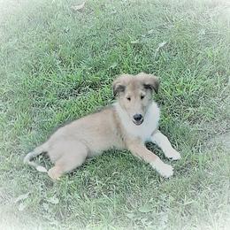 Collie Puppies from Red Tartan Kennel