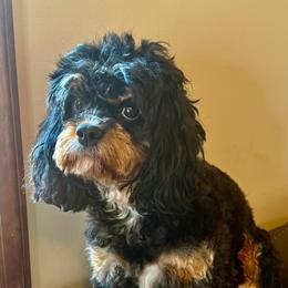 Reese - Cavapoo