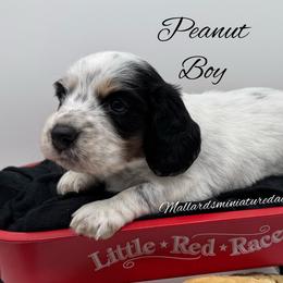 Peanut - Dapple male Dachshund puppy in Montevallo, Alabama from Mallard's Miniature Dachshunds