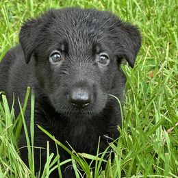 Nelli - Black female German Shepherd puppy in Ocala, Florida from Appleridge German Shepherds