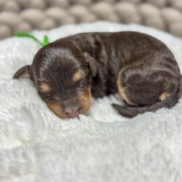 Girl 2 - female Bernedoodle puppy in Rose Hill, North Carolina from Red Door Canines