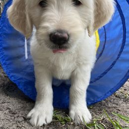 Goldendoodle Puppies from Bianca Bleu Goldendoodles