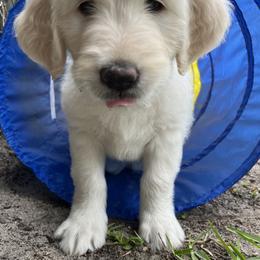 Goldendoodle Puppies from Bianca Bleu Goldendoodles