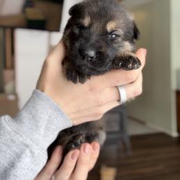 German Shepherd Puppies from Von Dem Flussufer