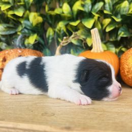 Cider - Black and tan parti male Pomeranian puppy in Buck Valley, Pennsylvania from Buck Valley Pomeranians