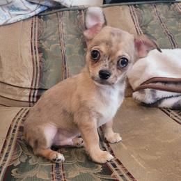 Boy 1 - Merle male Chihuahua puppy in Warsaw, Virginia from B&D Chihuahuas