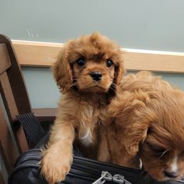 Dominic - Ruby female Cavalier King Charles Spaniel puppy in Manchester, New Hampshire from Evergreen Cavaliers
