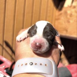 Australian Cattle Dog Puppies from Shante Tully