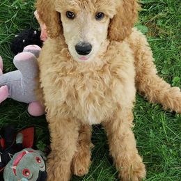 Poodles from Wild Angels Poodles