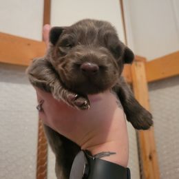 German Shepherd Puppies from Winsome German Shepherds