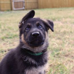 German Shepherd Puppies from Neuanfang German Shepherd Dogs
