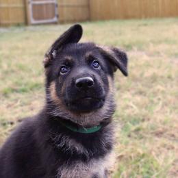 German Shepherd Puppies from Neuanfang German Shepherd Dogs