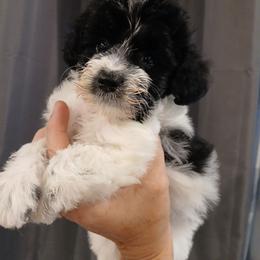 Elvira - Black and white female Schnoodle puppy in Andalusia, Alabama from Kaleidoscope Kennels