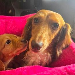 Shortcake - Dapple female Dachshund puppy in Bristol, Tennessee from It's Mini Wieners Baby