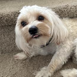 Morkies from Morkie
