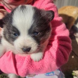 Lucy - Gray and white female American Corgi puppy in Odessa, Missouri from LOYAL T K9's CORGIS