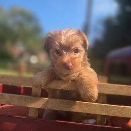 Teddy - Chocolate and tan male Yorkshire Terrier puppy in Diamondhead, Mississippi from Jazzy Puppy Palace