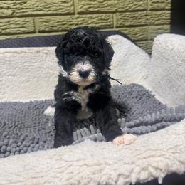 Onyx - Black and white male Bernedoodle puppy in Carmichaels, Pennsylvania from JensenBelle Doodles