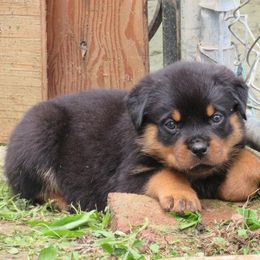 Rottweiler Puppies from Medieval Rottweilers