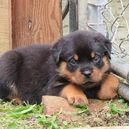 Rottweiler Puppies from Medieval Rottweilers